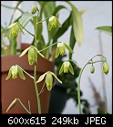 Green flowers-albuca-sp-augrabieshill-169-dsc01538.jpg