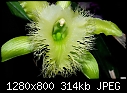 Green flowers-gwenpur-symmetry.jpg