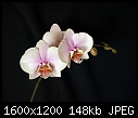 orchids-phalaenopsis_04022011a.jpg