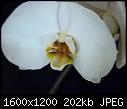 orchids-phalaenopsis_04022011c.jpg