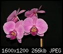 orchids-phalaenopsis_04022011e.jpg