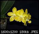 orchids-phalaenopsis_04022011g.jpg