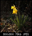 daffodils-narcissus_pseudonarcissus-3.jpg