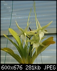 Orchid-angrcm-veitchii-1793-01513.jpg