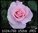 -my-pink-rose.jpg
