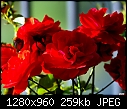 Red Roses - brilliant afternoon sunlight-red-roses-brilliant-afternoon-sunlight.jpg