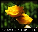 Yellow roses - soft-yellow-roses-004.jpg