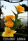 Yellow roses-yellow-roses-078.jpg