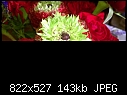 Re: Unknown Flower - daveflower.png (1/4) - daveflower.jpg (1/1)-daveflower.jpg