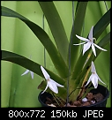 Last orchid-jumellea-arachnantha-975-01584.jpg