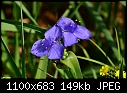 Flower 3-flower3.jpg