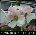 Apple Blossom After A Shower - Apple Blossom.JPG-apple-blossom.jpg
