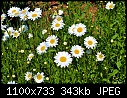 Flower 5-flower5.jpg