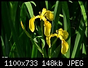 Flower 8-flower8.jpg
