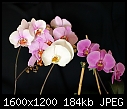 Orchid Groupping - Phalaenopsis_Grouping_04022011B.jpg-phalaenopsis_grouping_04022011b.jpg