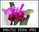 Cattleya Orchid-6548-c-6548-cattleya-17-04-11-5d-400.jpg