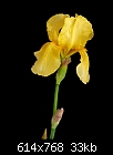 My Irises are in Bloom-yellow-iris-m.jpg