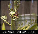 Springtime buds 1-ansellia-africana-1st-bud-162-01630.jpg