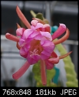 Springtime buds 2-epiphyllum-calford-3-dsc01654.jpg