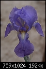 One more Iris-iris-pallida-argentea-varigata-dsc01648.jpg