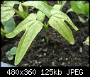 What is this seedling please?-2011_05_28-00-1529-web-5inch.jpg