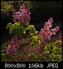 lilac morning-flieder-1.jpg