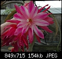 Re: Meadowbrook farm, another bloom this morning  - DSC_4626a.jpg (1/1)-dsc_4626a.jpg
