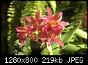 Orchids-orchids.jpg
