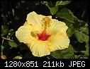 Yellow hibiscus-yellow-hibiscus.jpg
