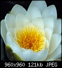 White water lily-white-water-lily.jpg
