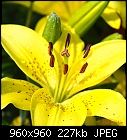 Yellow Asian Tiger Lily-yellow-asian-tiger-lily.jpg