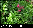 Need Flowering Plant I.D. please-dscn1062.jpg