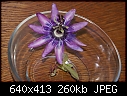 Passiflora-passiflora-lavenderlady-dsc01605.jpg