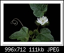 Unknown Flower-6762-c-6762-unknownflower-08-05-11-5d-400.jpg