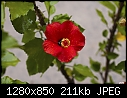 -rainy-day-hibiscus-1.jpg