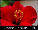 -rainy-day-hibiscus-2.jpg
