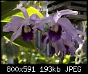 One of my orchids-c-2-di-4-767-01675.jpg
