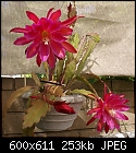 Epiphyllum time-epiph-rons-irridescent-1.1-dsc01691.jpg