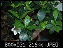Miniature Gardenia - DSC_4654a.jpg (1/1)-dsc_4654a.jpg