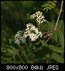 rowan blossoms-sorbus_aucuparia-0.jpg