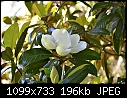 Southern Magnolia blossom-southmag.jpg