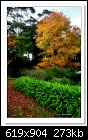 A Flaxton Garden in Autumn-4811-c-4811-autumn-22-05-11-40-85.jpg