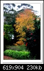 A Flaxton Garden in Autumn-4817-c-4817-autumn-22-05-11-40-85.jpg