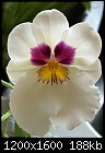 Miltoniopsis Orchid-miltoniopsis-orchid_04102011a.jpg