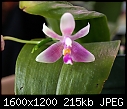 Small orchid_04102011A.jpg-small-orchid_04102011a.jpg