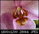 Speckled orchid_04102011A.jpg-speckled-orchid_04102011a.jpg