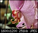 -speckled-orchid_side-view_04102011b.jpg