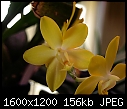 Yellow Orchid_04102011A.jpg-yellow-orchid_04102011a.jpg