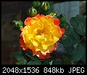 Rose105.jpg-rose105.jpg