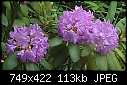 Last blooming lilac-8_north_lilac.jpg